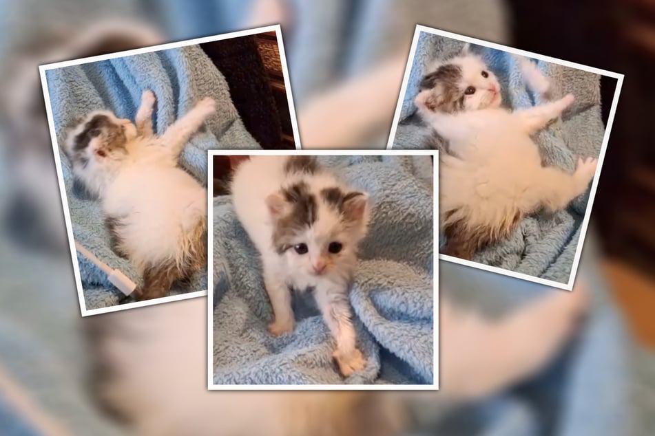 Die "kleine Krabbe" sucht ein neues Zuhause, das sie ausgiebig erkunden kann.