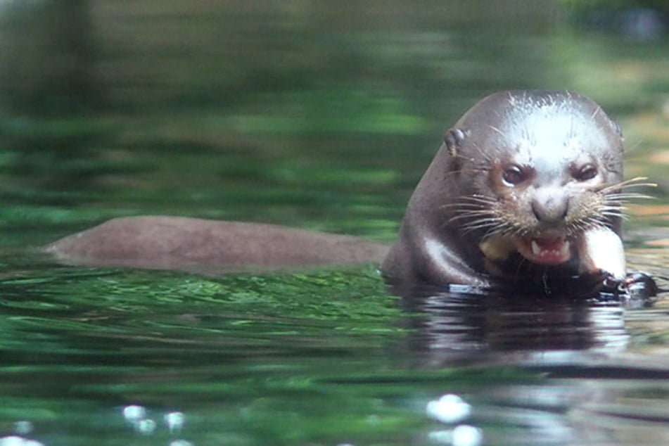 "Historischer Schritt, Meilenstein": So wichtig ist Leipziger Riesenotter in Argentinien!