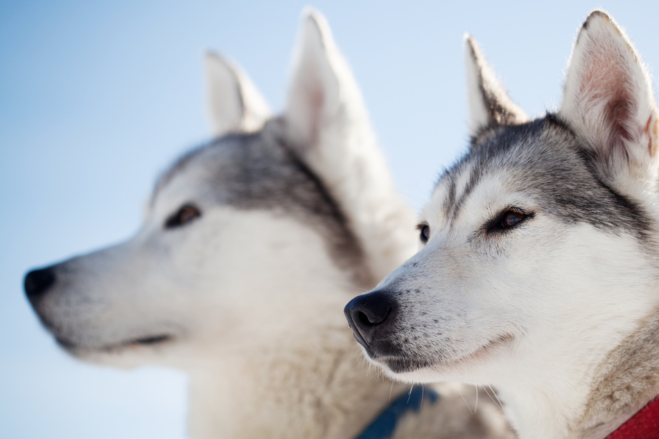 Verzweifelter Husky frisst anderen Hund: Der Grund sorgt für Entsetzen