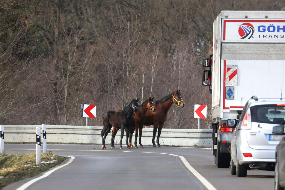 Sie standen seelenruhig auf der Straße! Mehrere Pferde sorgten am Mittwoch auf der B173 für Verkehrsbehinderungen.
