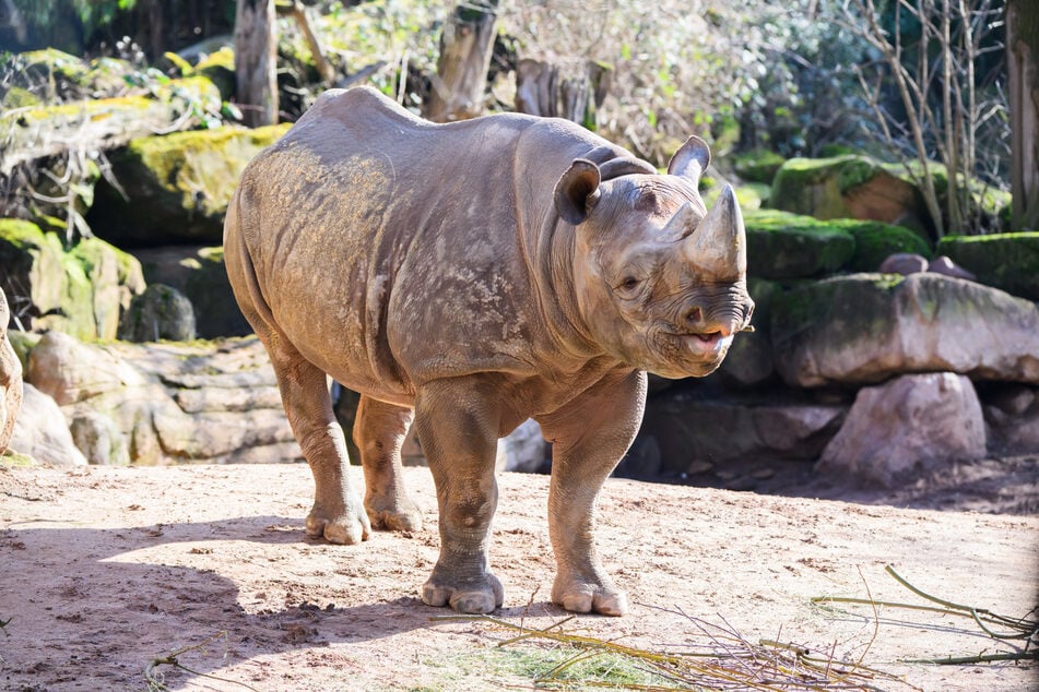 Das Östliche Spitzmaulnashorn Nasor ist aus den Niederlanden in den Erlebnis-Zoo Hannover gezogen.