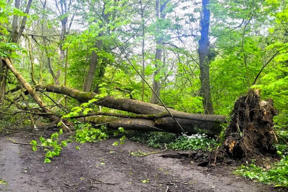 Leipzig: Sturm im Anmarsch! Leipzig warnt vor umstürzenden Bäumen