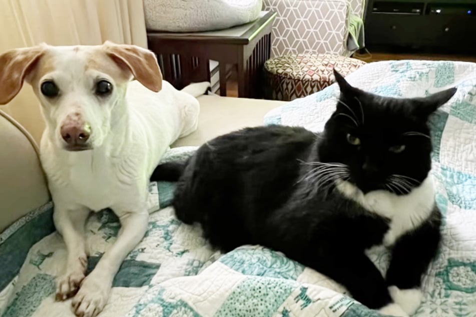 Luna kam nach einer kurzen Eingewöhnungsphase mit jedem im Haus klar - auch dem Hund.