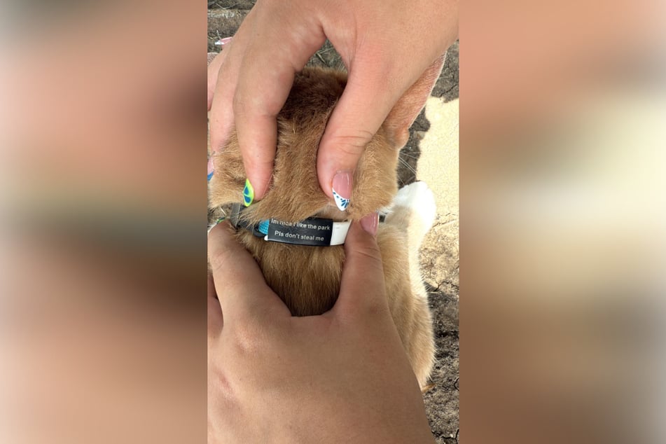 En el collar de la gato había una petición del dueño de la mascota.