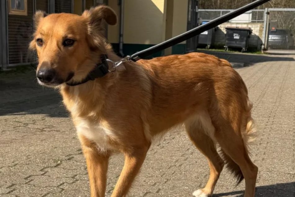 Die sensible Hündin braucht einfühlsame und erfahrene Menschen, die mit ihr einen Neustart hinlegen.