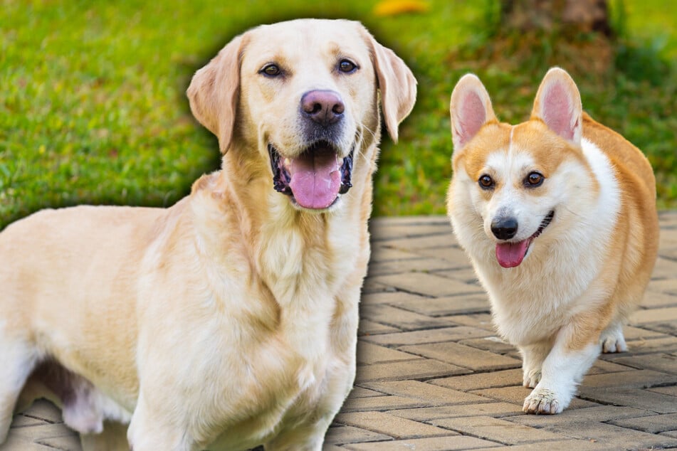 Niedlicher Mischling: Gefällt Dir der tapsige Corgi-Labrador-Mix?