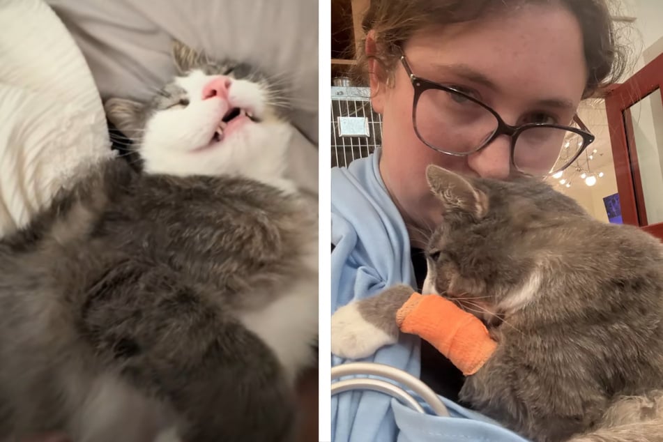 Rebeccas Katze muss nun mehrere Tests und Maßnahmen durchlaufen, um möglichst bald wieder gesund werden zu können.