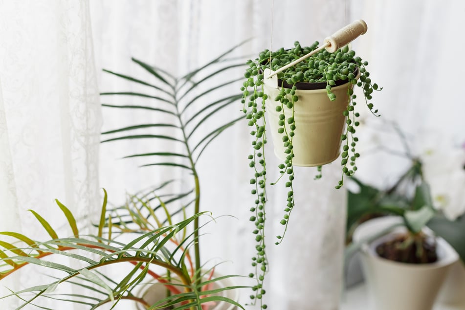 Die kleinen Kugeln der String of Pearls dienen der Wasserspeicherung.