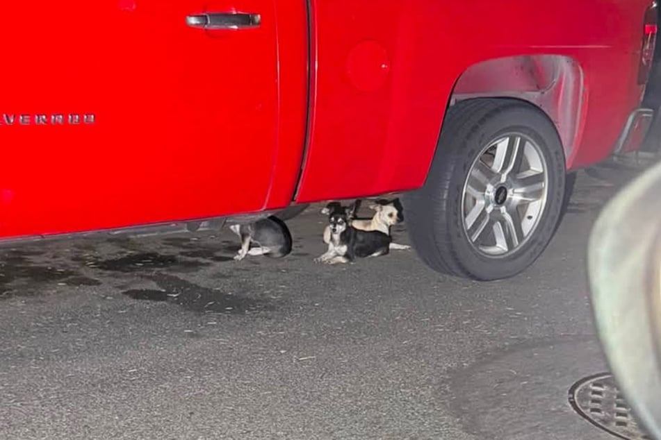 Wirkten unter dem Truck besonders winzig: die drei kleinen, ausgesetzten Hunde.