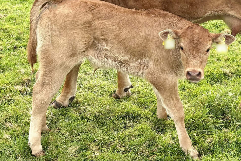 Unbekannte haben die Jungtiere aus ihren Herden geholt. (Symbolfoto)
