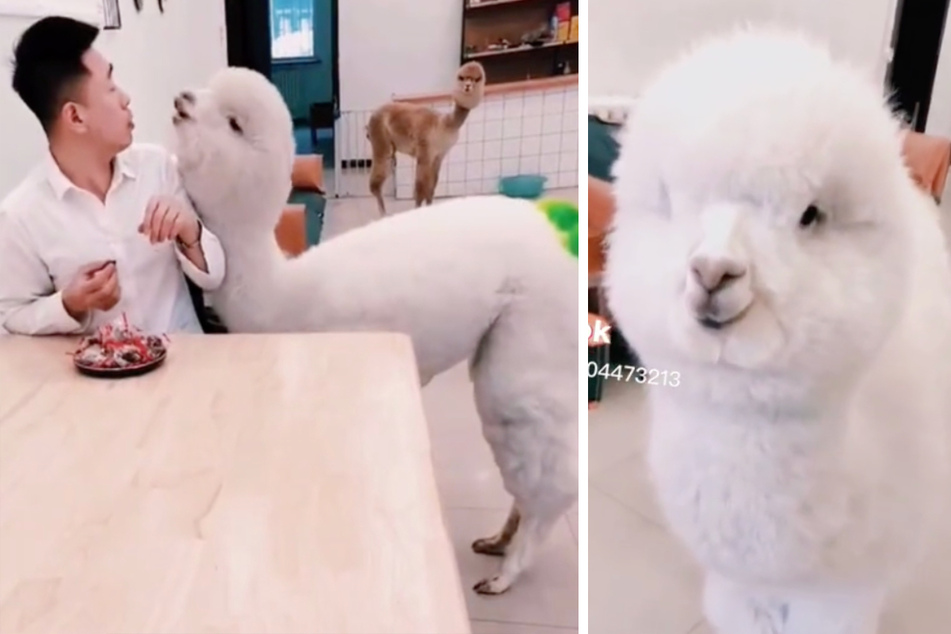 An "auspicious alpaca" has garnered 5.5 million views on TikTok after he got in a spitting match with a human rival.