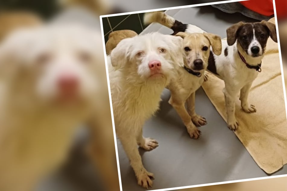 18 Hunde von Messie-Gelände gerettet: So geht es dreien von ihnen heute!