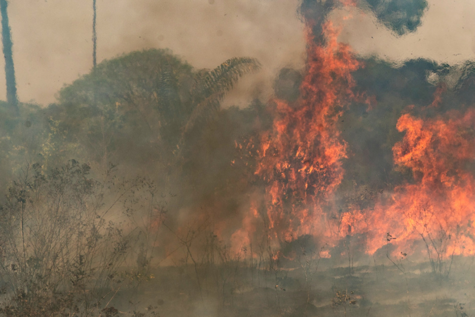 Umweltzerstörung: Im Sommer 2020 kam es zu verheerenden Bränden im Amazonas-Regenwald in Brasilien.