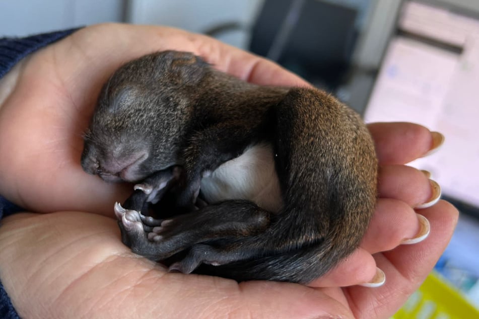 Die Pflegestelle "Puschel Paradies" nimmt sich vor allem jungen Eichhörnchen an.