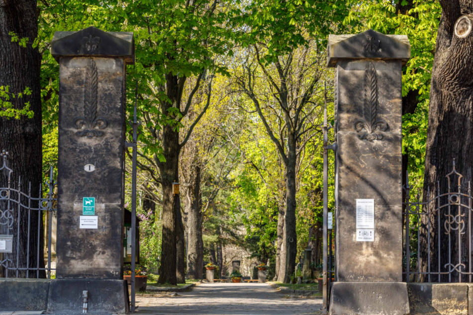 Auf dem Trinitatisfriedhof in der Johannstadt werden wilde Tiere bejagt.
