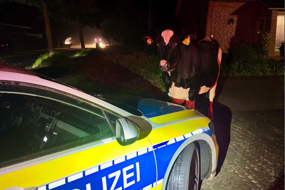 Extraño despliegue policial nocturno: agentes detienen a una vaca en su huida
