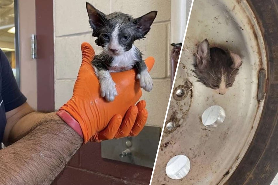 This kitten is very tire-d after spending two days stuck in a car wheel!