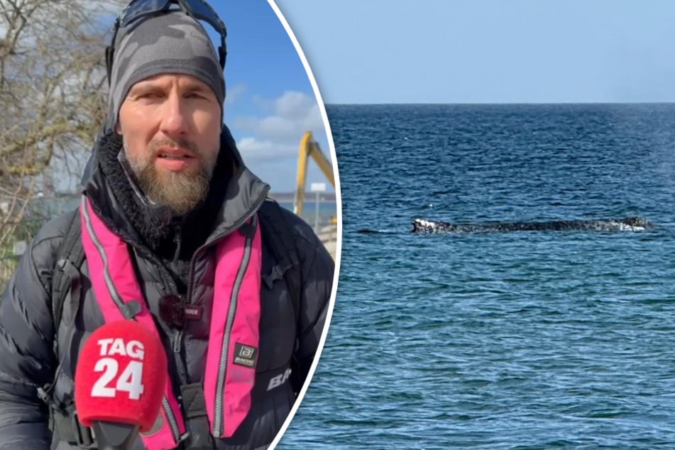 Buckelwal wieder in tieferem Wasser, Biologe spricht von "Harakiri-Aktion"