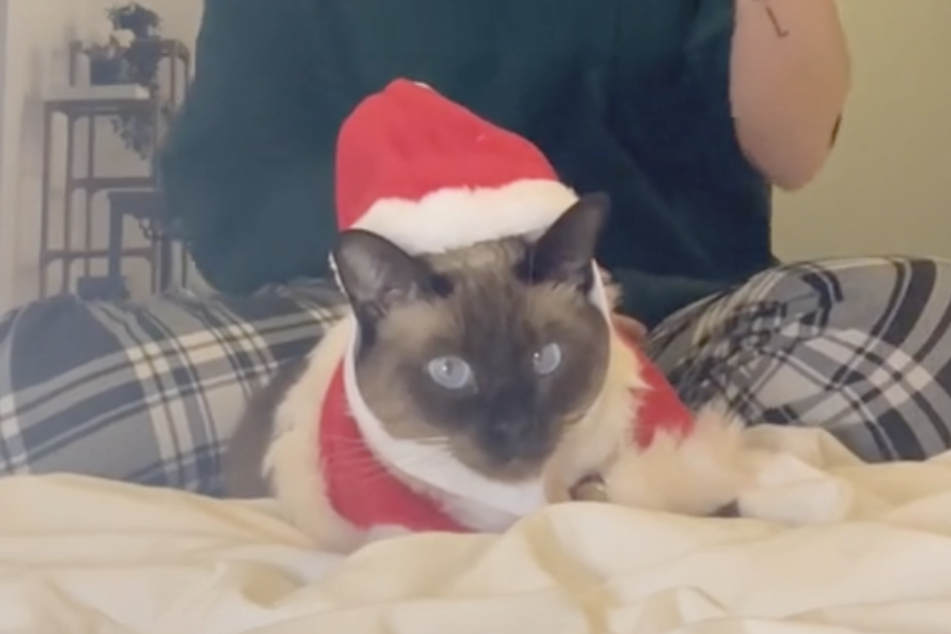 Im Weihnachtsoutfit fühlt sich Bean wohl, nur mit Jingle Bells und Co. hat die Katze ein Problem.