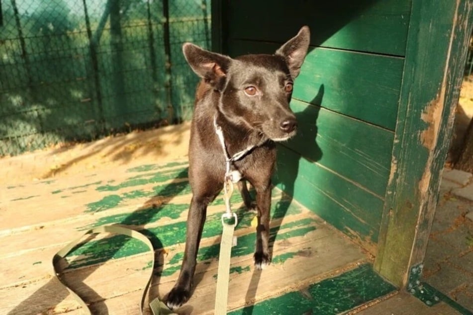Tasha wartete bereits lange geduldig im Tierheim auf ein neues Zuhause.