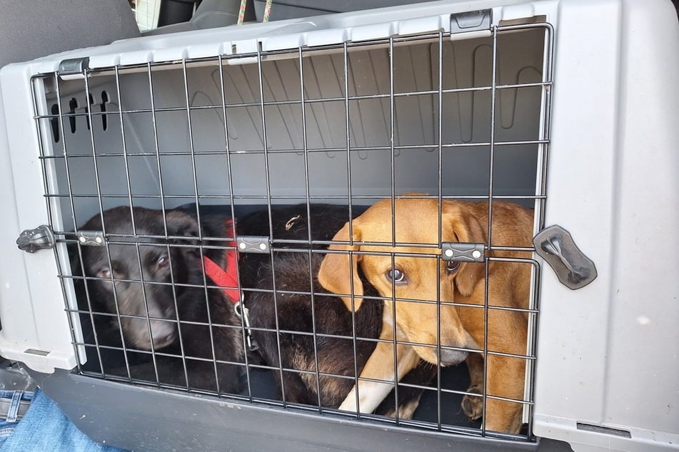 Acht Hunde waren in den Tierboxen eingesperrt.