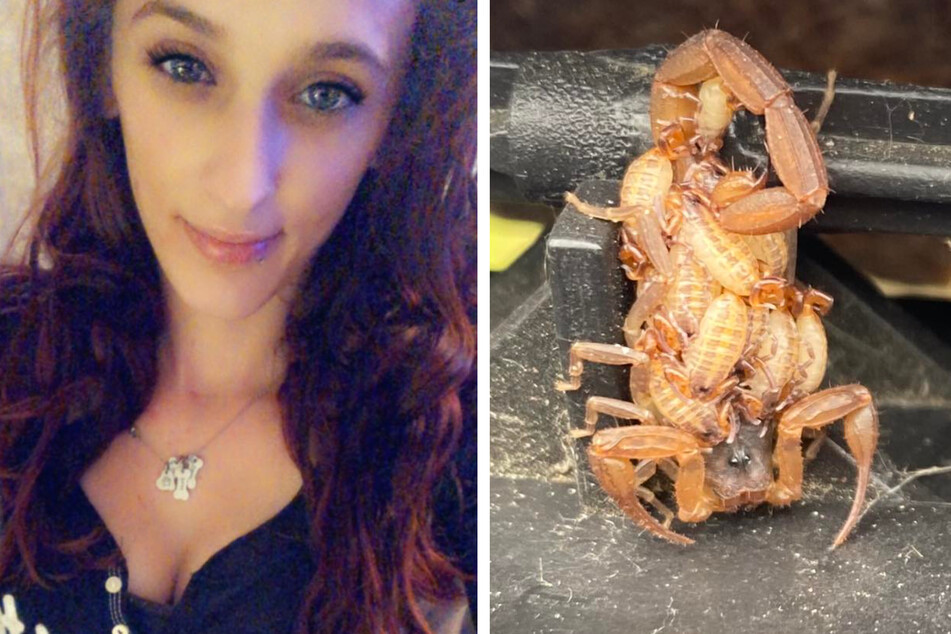 Scorpion and babies invade Florida woman's mailbox in rare sighting
