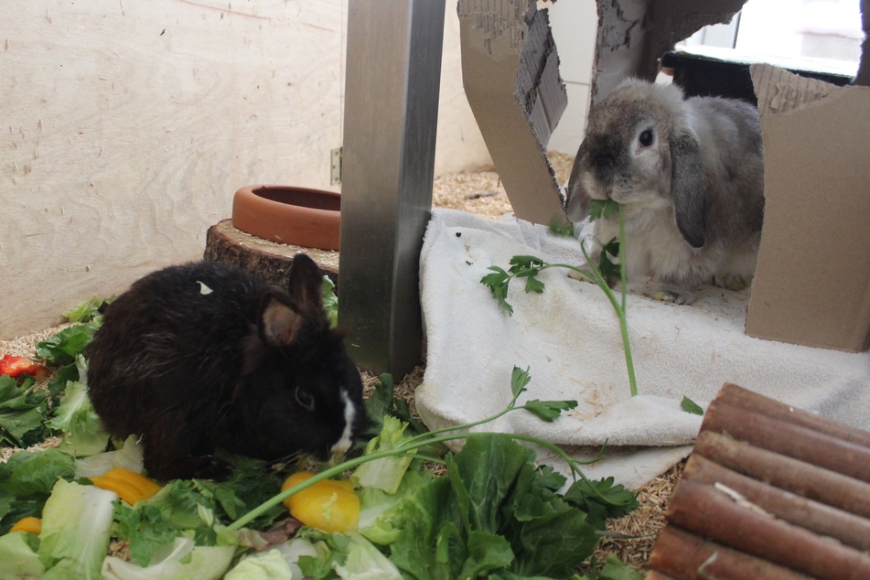 Die Kaninchen Betty (l.) und Barnie suchen ein gemeinsames Zuhause.