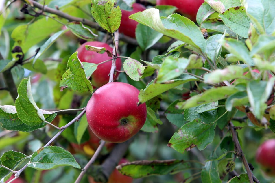Beim Streuobsttag könnt Ihr Euch frischen Saft aus Früchten pressen lassen.