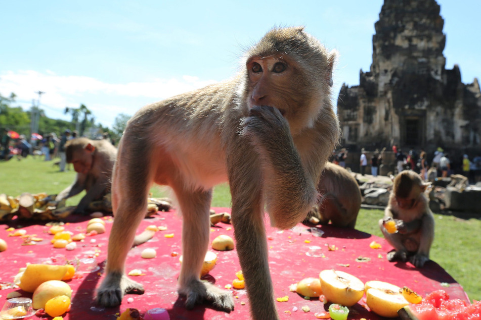 Weil sie Essen klauen: Hunderte Affen sollen unfruchtbar gemacht werden