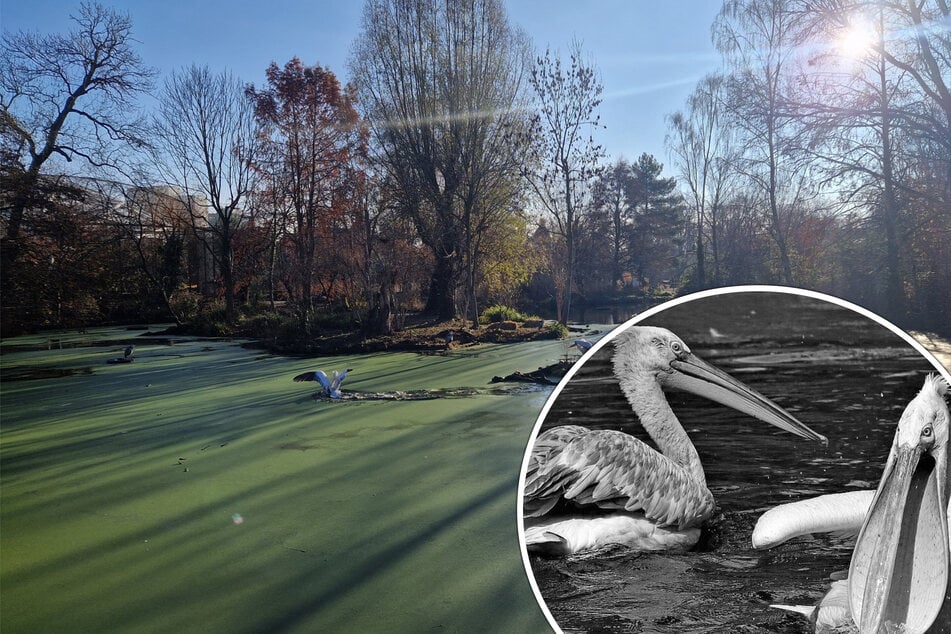 Nach Vogelgrippe-Ausbruch und Pelikan-Tötung: Das hat sich im Zoo Leipzig verändert
