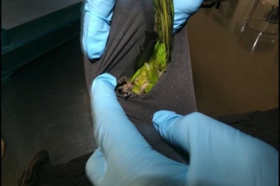 In zwei Säckchen, die bei der Untersuchung der Unterhose von Martinez zum Vorschein kamen, fanden die Beamten zwei Exemplare des vom Aussterben bedrohten Elfenbeinsittichs.