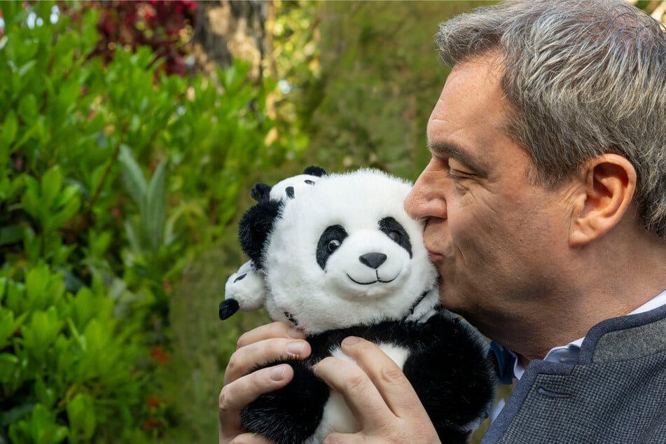 Zoo-Überraschung in Hellabrunn: Zweiter Panda-Standort in Deutschland möglich