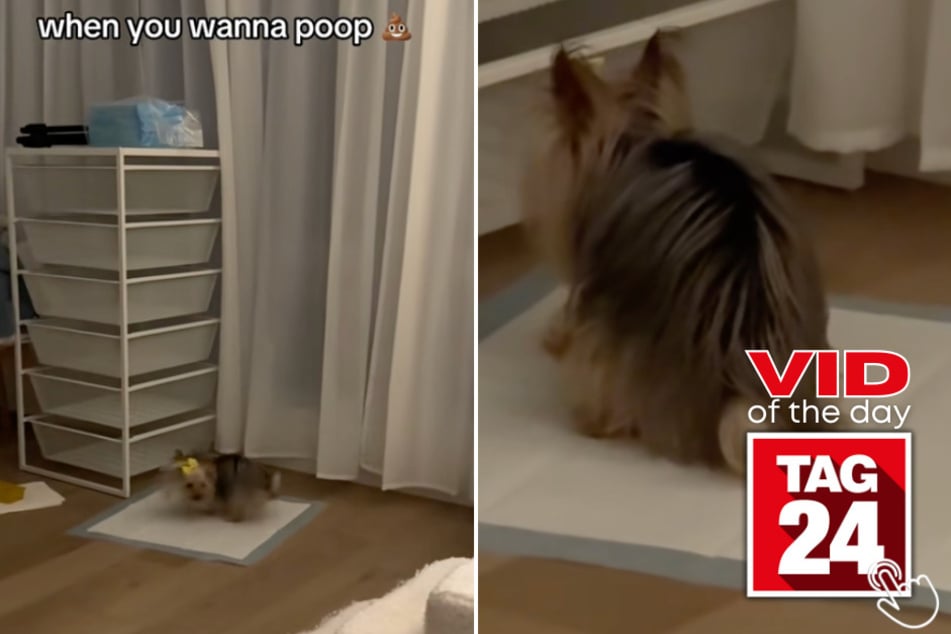 This dog's potty spin routine is stealing hearts on TikTok!