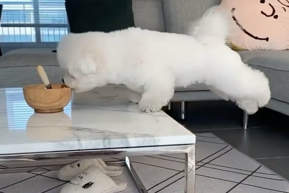 10 for effort: acrobatic dog keeps trying to steal a snack