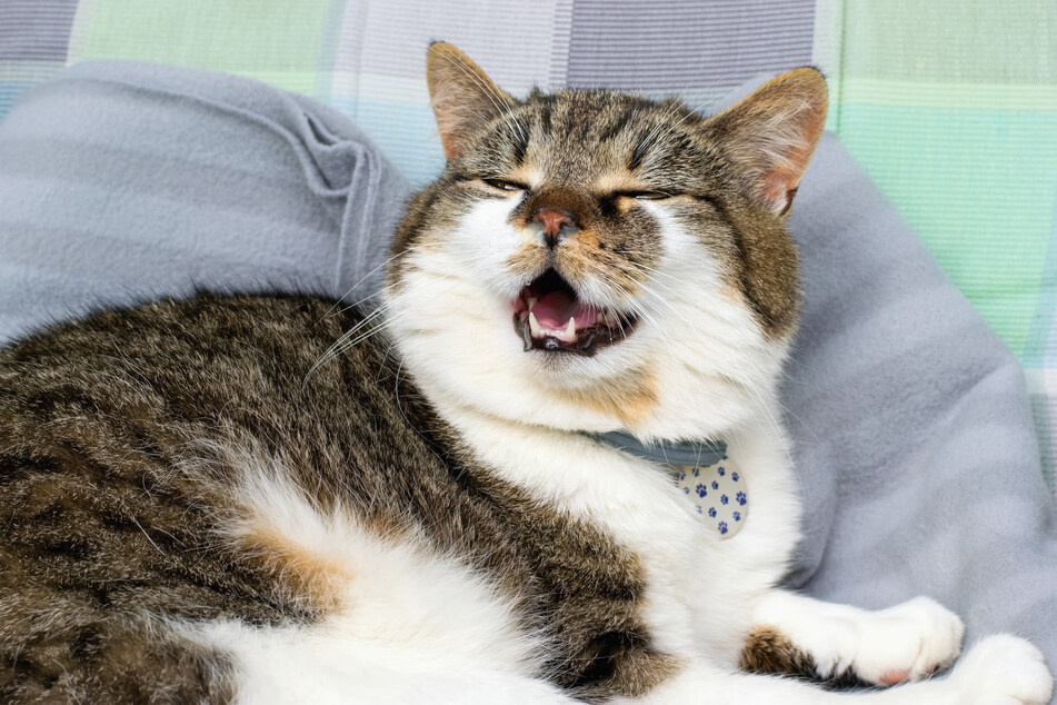 Every cat sneezes from time to time, just make sure to look out for other symptoms.