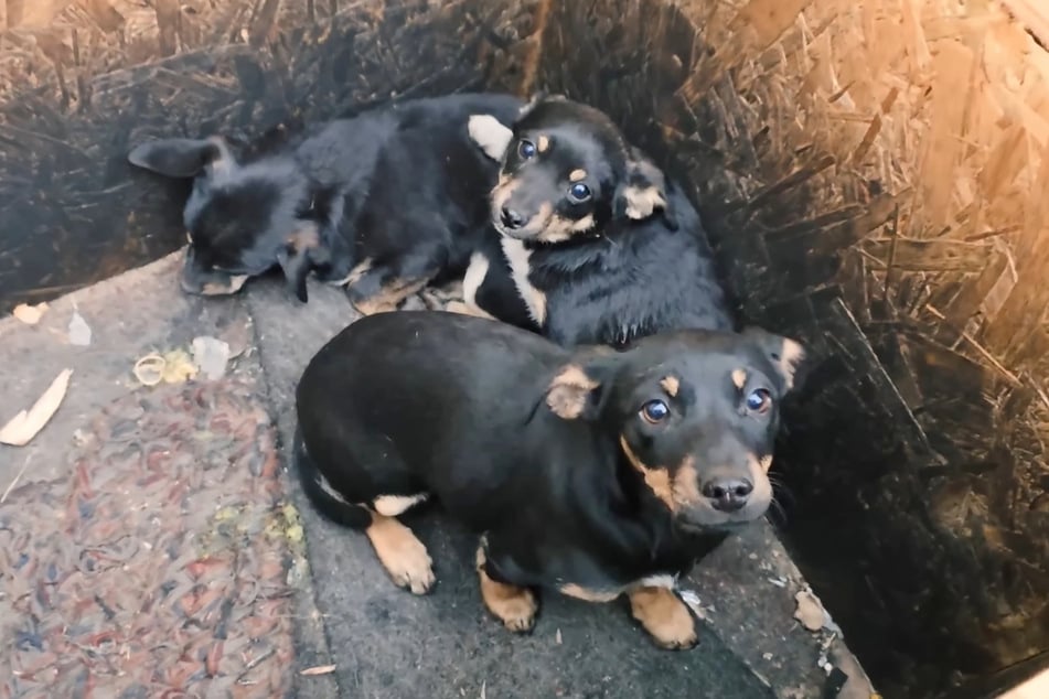 Von den einst sechs Hunden lebten nur noch drei. Doch einer von ihnen rang mit dem Tod - sein Artgenosse legte ihm tröstend eine Pfote auf den Rücken.
