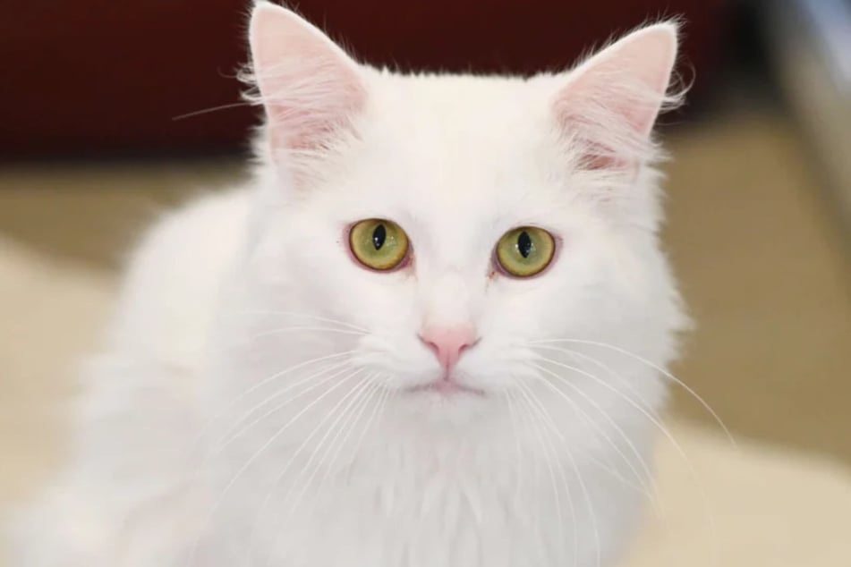 Der taube Kater Emrah (3) wurde gefunden und will adoptiert werden.