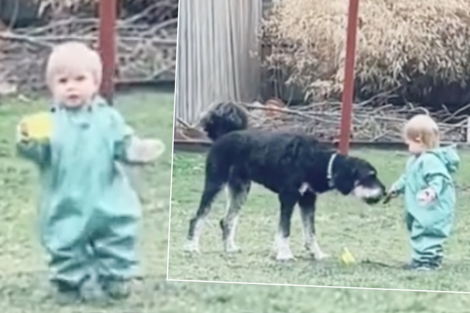 Schlaues Kleinkind verhandelt mit Hund, um sein Spielzeug zurückzubekommen