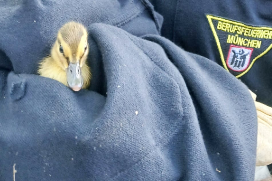 In Harlaching galt am Dienstag: Ente gut, alles gut.
