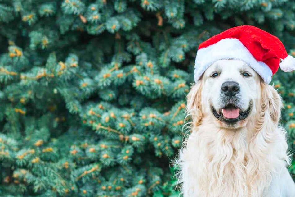 Whether your dogs have been naughty or nice, spoil them with these Chewy savings