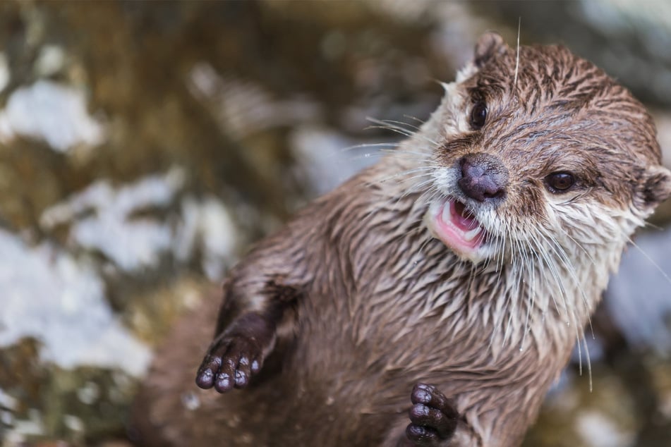 An aggressive otter attacked three woman floating down Jefferson River in Montana.