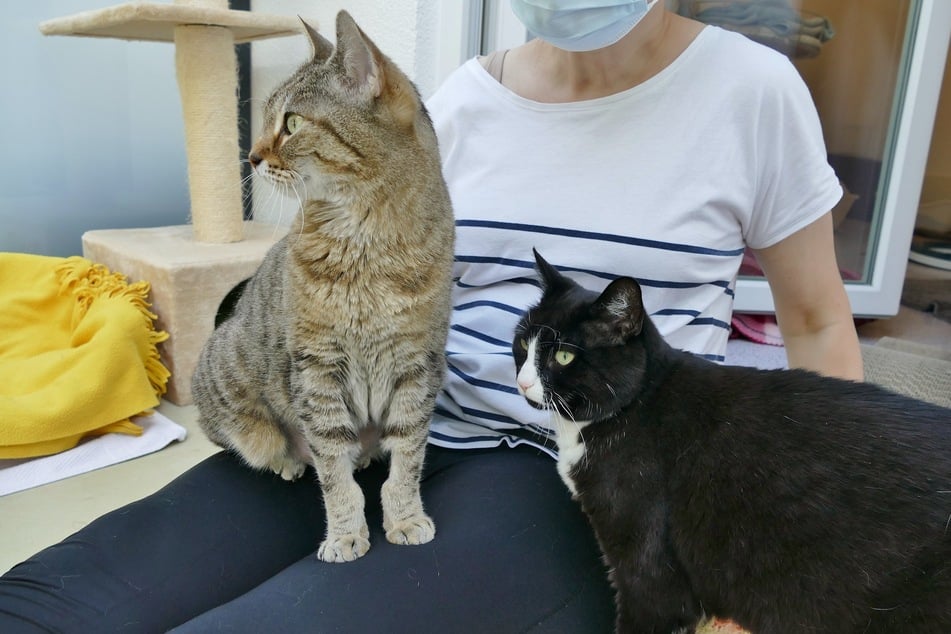 Die Katzen Suki (l.) und Balu genießen die Gesellschaft von Menschen.