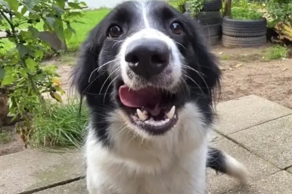 Border-Collie-Mischlingshündin Brausi ist seit Mitte August im Hamburger Tierheim untergebracht.