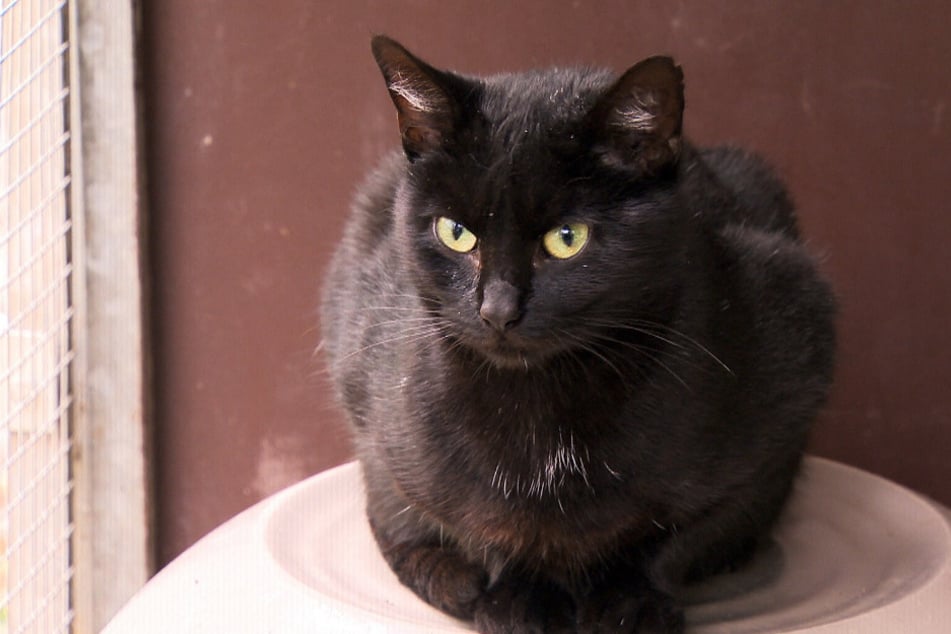 Fine (etwa zwei Jahre alt) ist seit September im Tierheim.