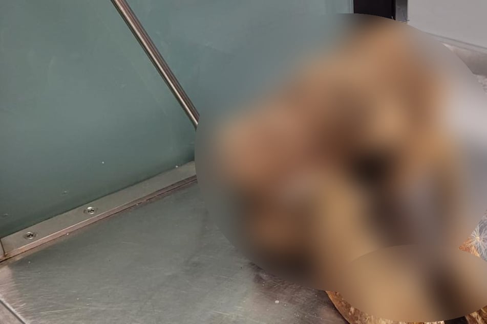 Reisekoffer fällt durch Gestank auf: Flughafen-Zoll wird stutzig und entdeckt DAS