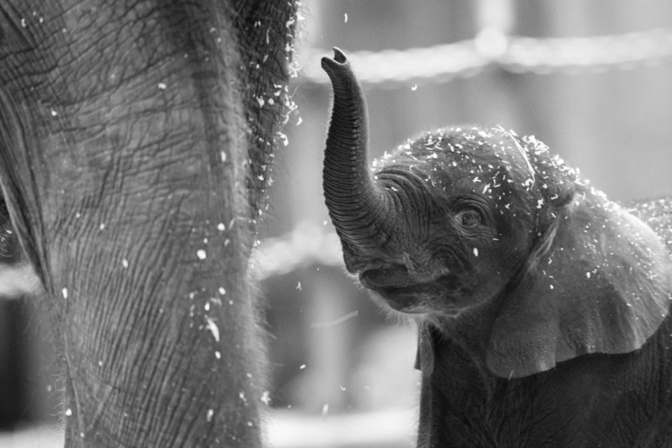 Tragödie um Elefant Tsavo (†): Jetzt ist klar, warum er eingeschläfert werden musste