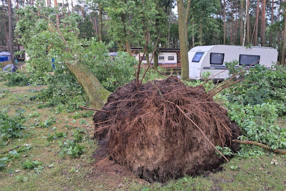 Bäume wurden durch den heftigen Wind umgerissen.