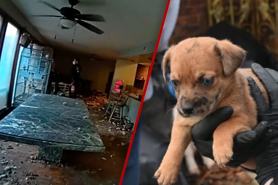 Polizei entdeckt Dutzende Tiere in modrigem Horror-Haus: 27 von ihnen sind bereits tot