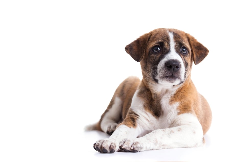 Wenn Hunde keine Ruhe finden, kann das viele Gründe haben.