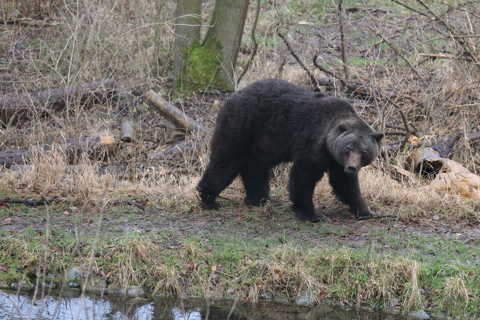 Trauer im Alternativen Bärenpark Worbis: Braunbär Max ist tot